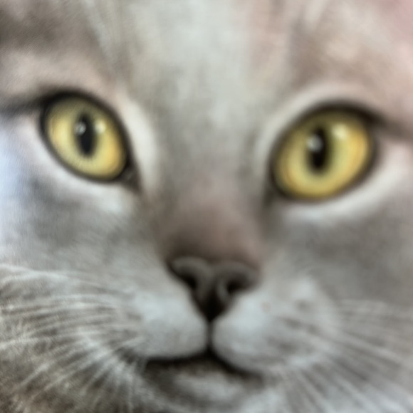 Vintage Ironstone decorative cat plate made in England - Picture 5 of 5